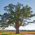 McBaine Bur Oak