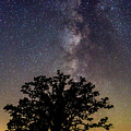 McBaine Bur Oak with Milky Way